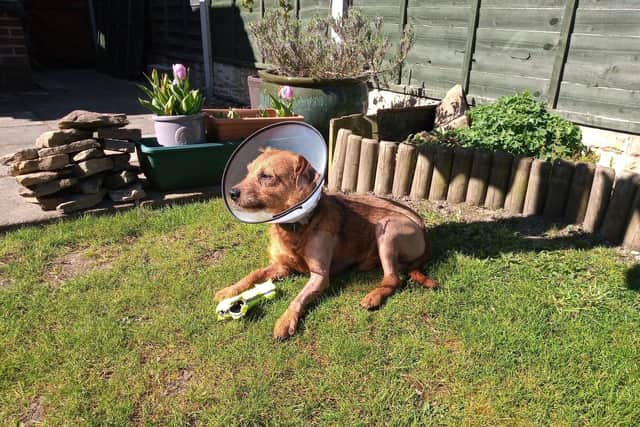 Frank in the garden before his operation.