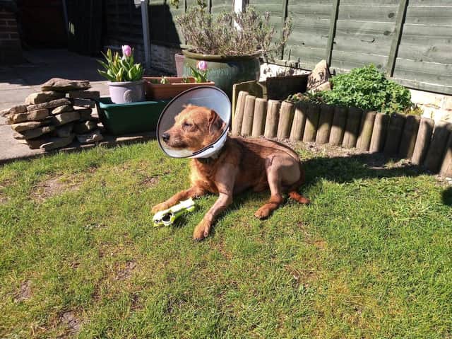 Frank in the garden before his operation.
