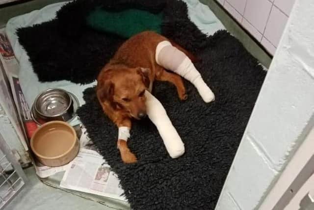 Frank after his successful surgery.