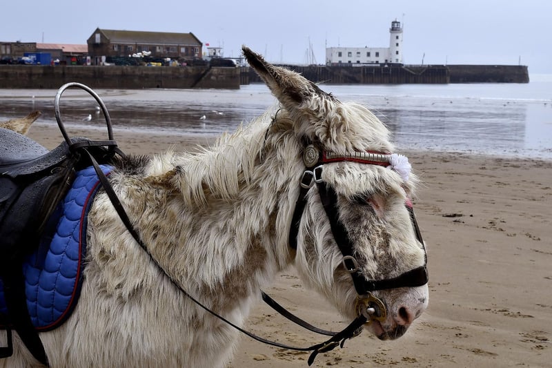 Guy Smith's Donkeys on the South Bay beach.