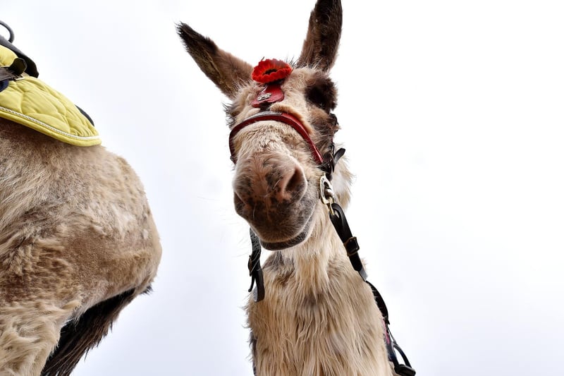 The donkeys have faced wind, rain and sun on the beach...