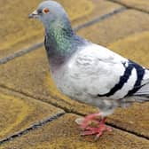 It's been suggested that Whitby could have the unwanted pigeons of Hungerford.