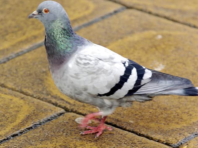 It's been suggested that Whitby could have the unwanted pigeons of Hungerford.