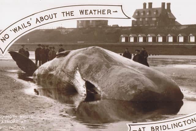 This sperm whale, featured in this postcard, was taken to the Natural History Museum in London.