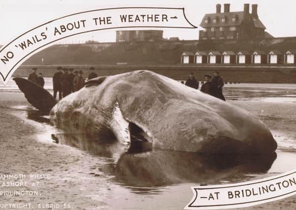 This sperm whale, featured in this postcard, was taken to the Natural History Museum in London.