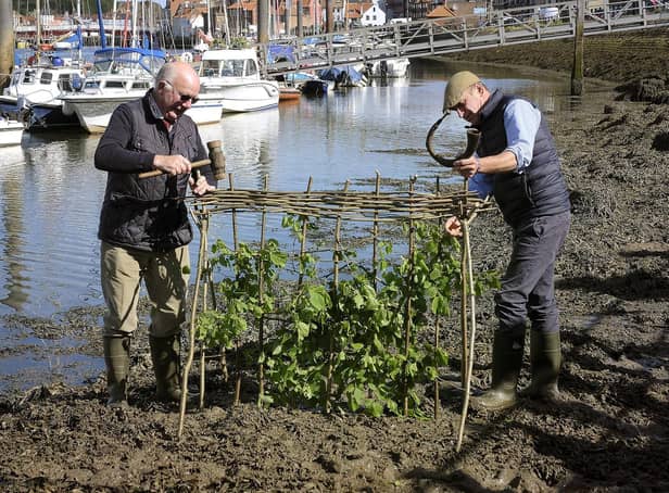 The traditional Penny Hedge event in Whitby in 2019 - Lol Hodgson and Tim Osborne work on the hedge.