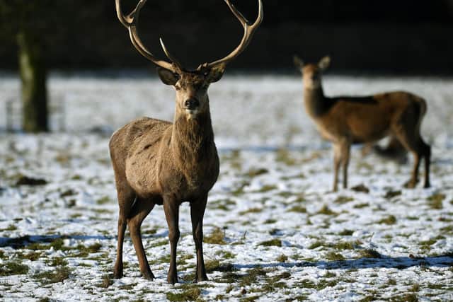 Deer at Studley Royal Deer Park in February. Stock image.