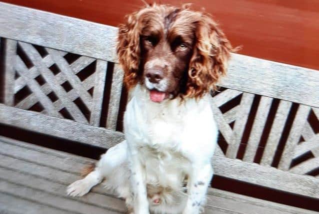 Keedy the two-year-old springer spaniel has been found.
