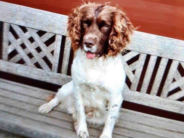 Keedy the two-year-old springer spaniel has been found.
