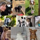 Top Pet Finalists