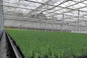 Photo of a Forestry England nursery. Issued by Forestry England