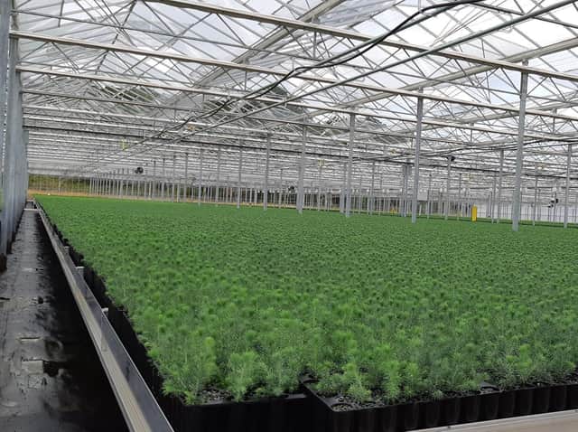 Photo of a Forestry England nursery. Issued by Forestry England