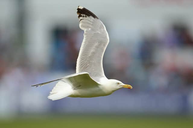 Stock image of seagull. Picture: Getty Images