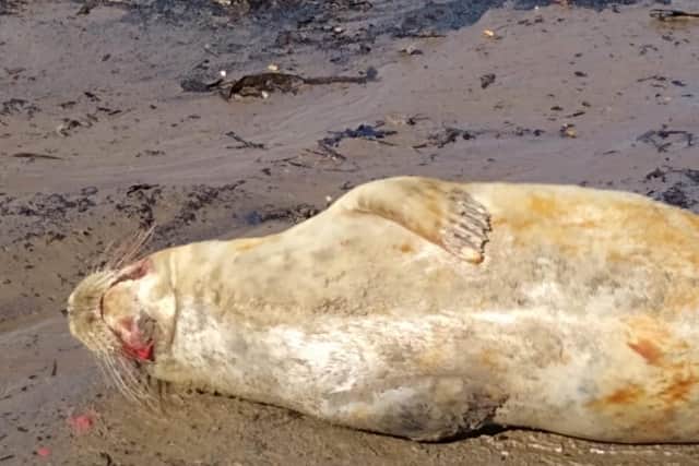 The seal was left bloodied following the attack. (Photo: Sally Bunce/BDMR)