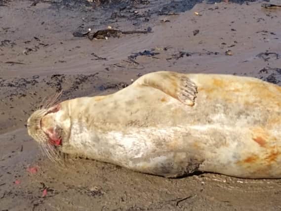 The seal was left bloodied following the attack. (Photo: Sally Bunce/BDMR)