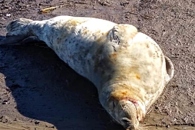 The seal was left bloodied following the attack. (Photo: Sally Bunce/BDMR)