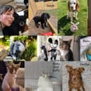 Our Top Pet Finalists