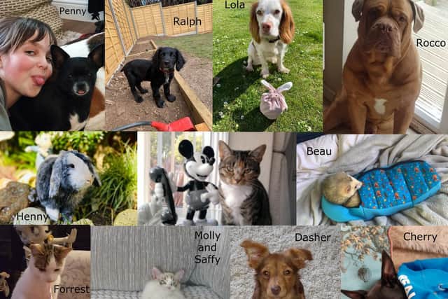 Our Top Pet Finalists