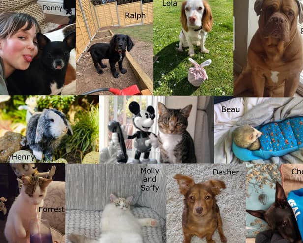 Our Top Pet Finalists