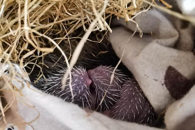 A hedgehog taken in by Whitby Wildlife Sanctuary had five hoglets!