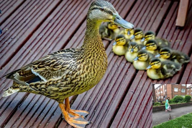 The ducklings with their mother and, inset Cara Wood lead them home. Pictures: Ian Hill and Cara Wood.