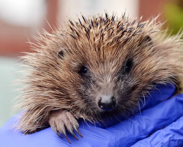 Contact the British Hedgehog Preservation Society if you need any advice about any hedgehog or hoglets.