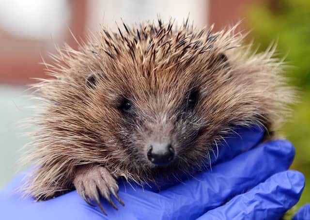 Contact the British Hedgehog Preservation Society if you need any advice about any hedgehog or hoglets.