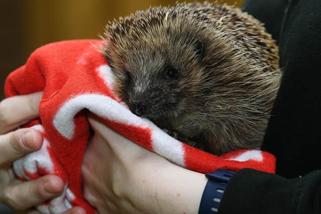 Contact the British Hedgehog Preservation Society if you need any advice about any hedgehog or hoglets.