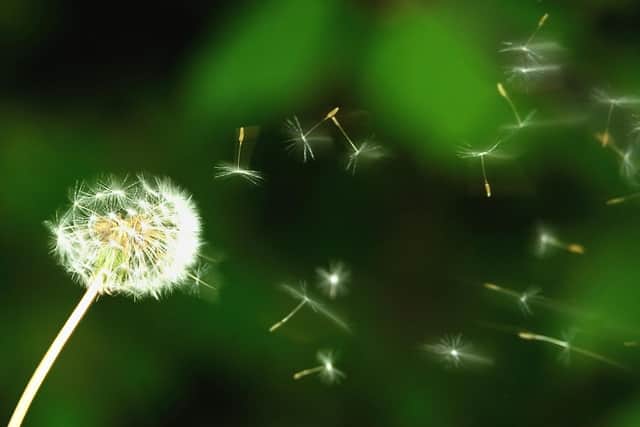 Dandelion seeds blow in the wind. Philippe Hugen/AFP via Getty Images.