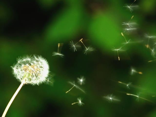 Dandelion seeds blow in the wind. Philippe Hugen/AFP via Getty Images.