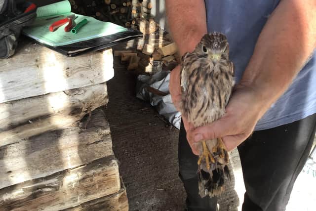 The kestrel chicks have started to emerge from the nest box following the extra help.