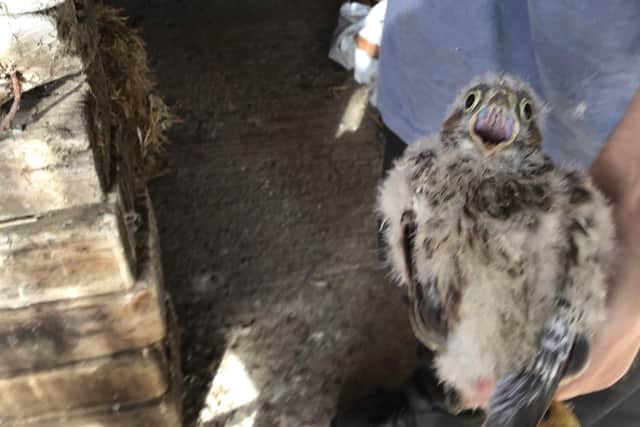 The kestrel chicks were ringed by Robert Salter this week.