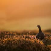 A Red Grouse stands in the heather at sunrise near Goathland in the North Yorkshire Moors (Photo by Dan Kitwood/Getty Images)