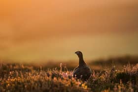 A Red Grouse stands in the heather at sunrise near Goathland in the North Yorkshire Moors (Photo by Dan Kitwood/Getty Images)