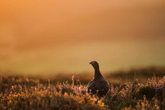 A Red Grouse stands in the heather at sunrise near Goathland in the North Yorkshire Moors (Photo by Dan Kitwood/Getty Images)