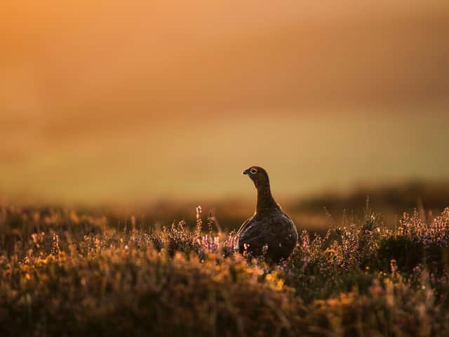 A Red Grouse stands in the heather at sunrise near Goathland in the North Yorkshire Moors (Photo by Dan Kitwood/Getty Images)