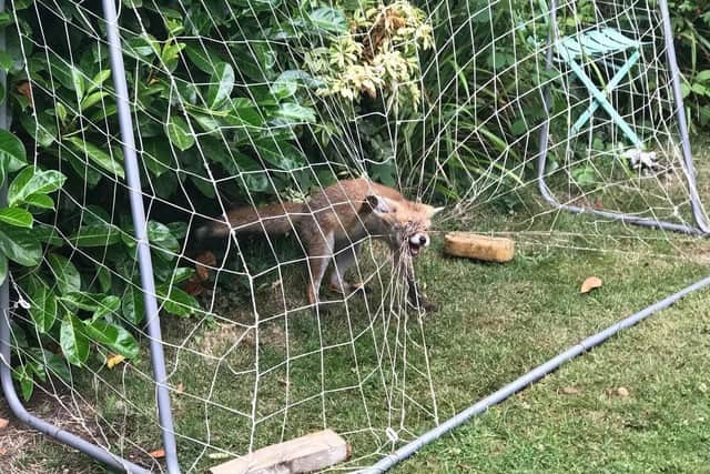 Last year the charity was called out to 18 animals affected by all types of netting in East Yorkshire last year.