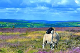 The North York Moors national park has announced a fire risk.