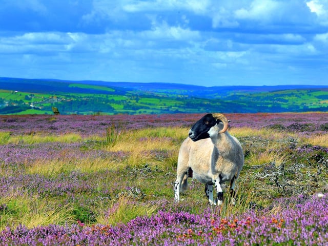 The North York Moors national park has announced a fire risk.