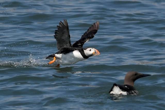 Seabird cruises aboard the Yorkshire Belle are popular with visitors to RSPB Bempton Cliffs. Picture by Simon Hulme