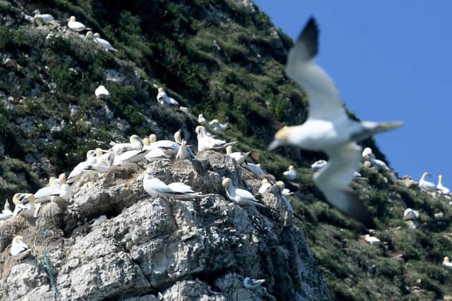 Seabird cruises aboard the Yorkshire Belle are popular with visitors to RSPB Bempton Cliffs. Picture by Simon Hulme