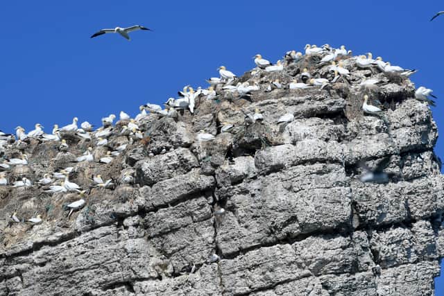 Seabird cruises aboard the Yorkshire Belle are popular with visitors to RSPB Bempton Cliffs. Picture by Simon Hulme