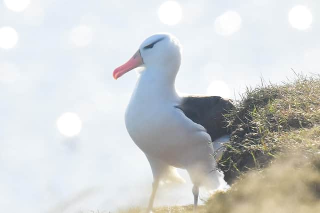 The albatross photographed by Andy Hood