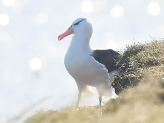 The albatross photographed by Andy Hood