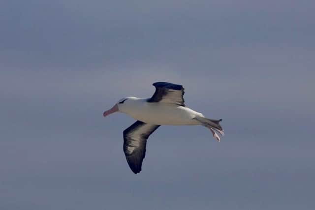 The albatross photographed by Rich Berry