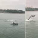 Dolphins leaping in front of the South Bay. Stills from video by Mark Jenkinson.