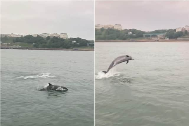 Dolphins leaping in front of the South Bay. Stills from video by Mark Jenkinson.