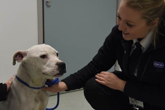 The animal rescue officer role includes having a part to play alongside the inspectors in investigating allegations of neglect and cruelty which could lead to prosecutions.