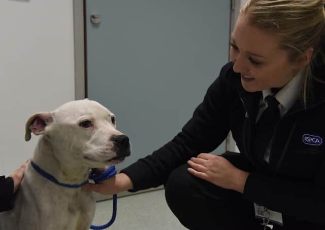 The animal rescue officer role includes having a part to play alongside the inspectors in investigating allegations of neglect and cruelty which could lead to prosecutions.