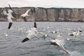 People have the chance to join Steve Race, Yorkshire Coast Nature’s award-winning wildlife photographer, on a four-hour photography experience underneath the amazing seabird colonies.